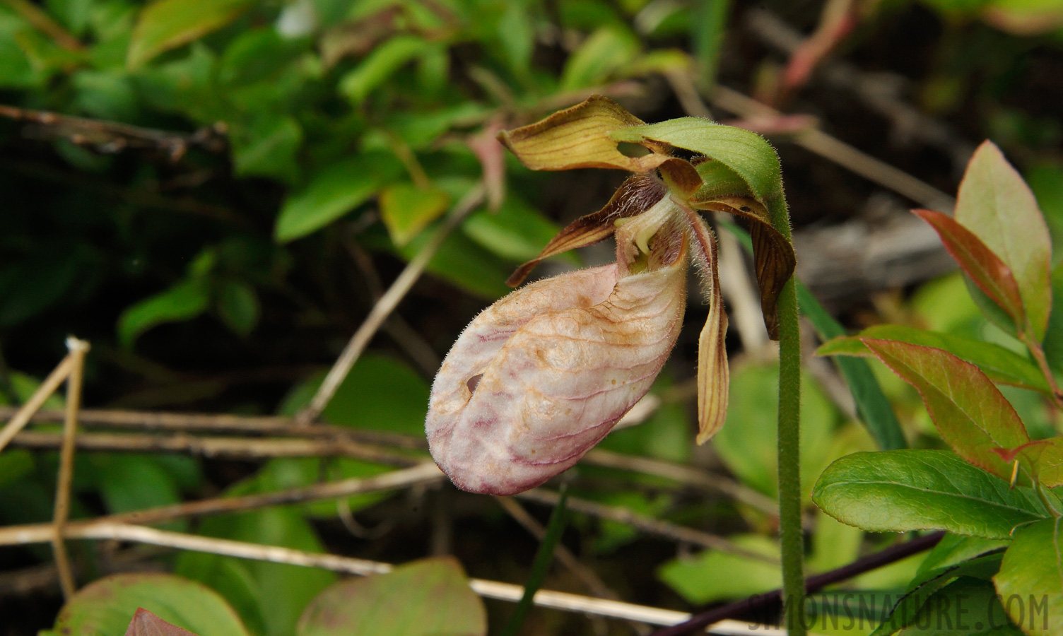 Cypripedium acaule [210 mm, 1/500 sec at f / 16, ISO 1600]